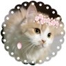 もっち家のねこ's profile picture