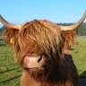 Hamish profil fotoğrafı