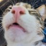 🐾Jupiter Cat🐾🔞 的头像