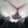Profilbild von m1gneL🧃