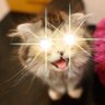 まっさー🐈お小遣いは3,000円(おやつ代含む) 的头像