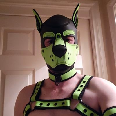 PupOtisAU's profile picture