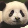 哈希吸管 profil fotoğrafı