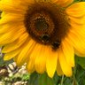 Holly Bee 🐝 🍋🍯 的头像