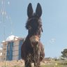 hazreti şerif profil fotoğrafı
