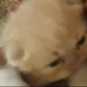 G Tridib's profile picture