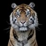 Nour profil fotoğrafı