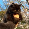 سوسو profil fotoğrafı