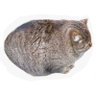 Profilbild von Mbul Gendhut