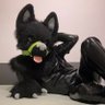 Latex_wolf's profile picture
