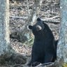Фото профиля ILoveAllAnimals