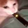 juul cat 的头像