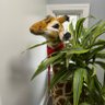 George Giraffe profil fotoğrafı