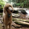 Charlie's Peefeet 的头像