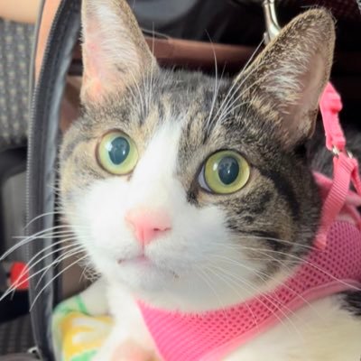 ショート@ずとまろ🎖️'s profile picture