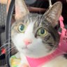 ショート 的头像