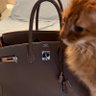 Фото профиля 🐈ねここねこ🍊