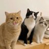 GamingCat's profile picture