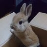 チア 的头像