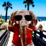 Profilbild von Bama Sportsball Fan