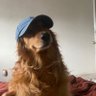 mari comenta no telegram's profile picture