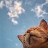 kat profil fotoğrafı