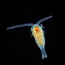 Фото профиля Plankton