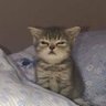Profilbild von IDORU girl