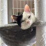 AYAKO profil fotoğrafı