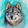 Huskyfan profil fotoğrafı
