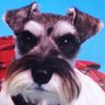 🐾🐶KIYOMIN🐶🐶🐾 的头像