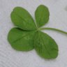 Profilbild von 8つのクローバー🍀