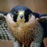 Profilbild von Peregrine Vulcan