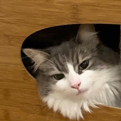 デリシャス's profile picture