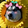อลิซ อิน อิหยังวะแลนด์'s profile picture