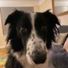 Profilbild von Bugger Lugs