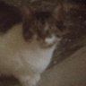 freedom's profile picture
