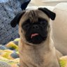 Gus the Pug 的头像