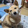 イナ103 的头像
