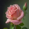 Rose by Any Other Name profil fotoğrafı