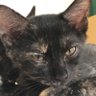 黒猫まめ profil fotoğrafı