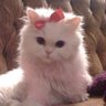 cessa 𝜗𝜚˚⋆ profil fotoğrafı