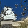 Tハナガタ 的头像