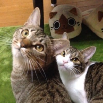 Cat1221's profile picture