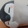 KOA's profile picture