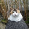 DomaniSole🌞🐕🐈's profile picture