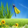 Little dancing dragonfly fella's profile picture