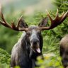 Profilbild von Moose25289