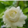 Mogra profil fotoğrafı