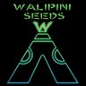 Walipini Seeds's profile picture